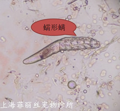 犬耳螨和蠕形螨的区别,犬蠕形螨流行特点