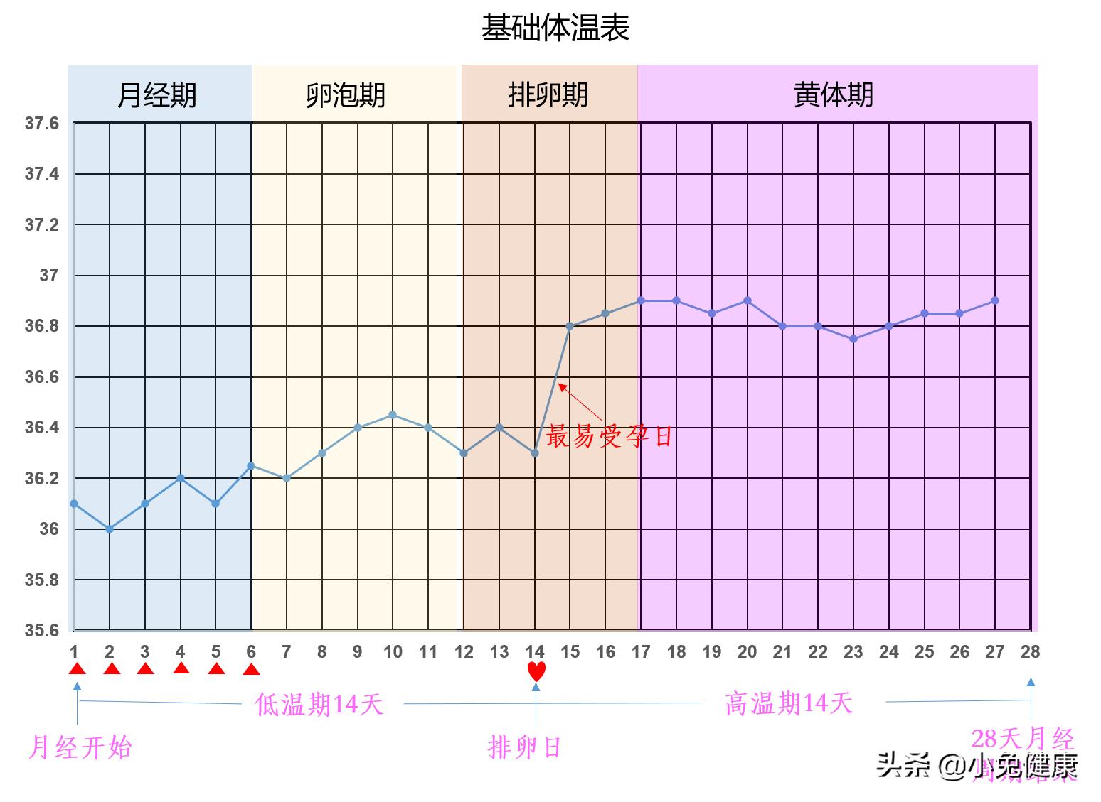 找准排卵期高效备孕,备孕排卵期安排几次