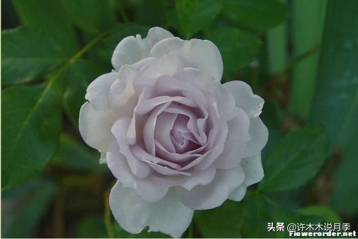 大花浓香四季开花的月季有哪些,黑紫色的月季花有哪些