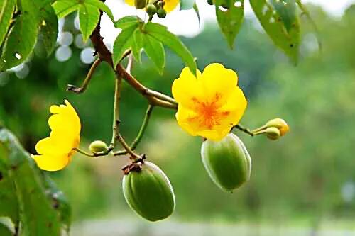 弯子木~花朵鲜黄色,簇生,酷似山茶科的金花茶,非常漂亮。