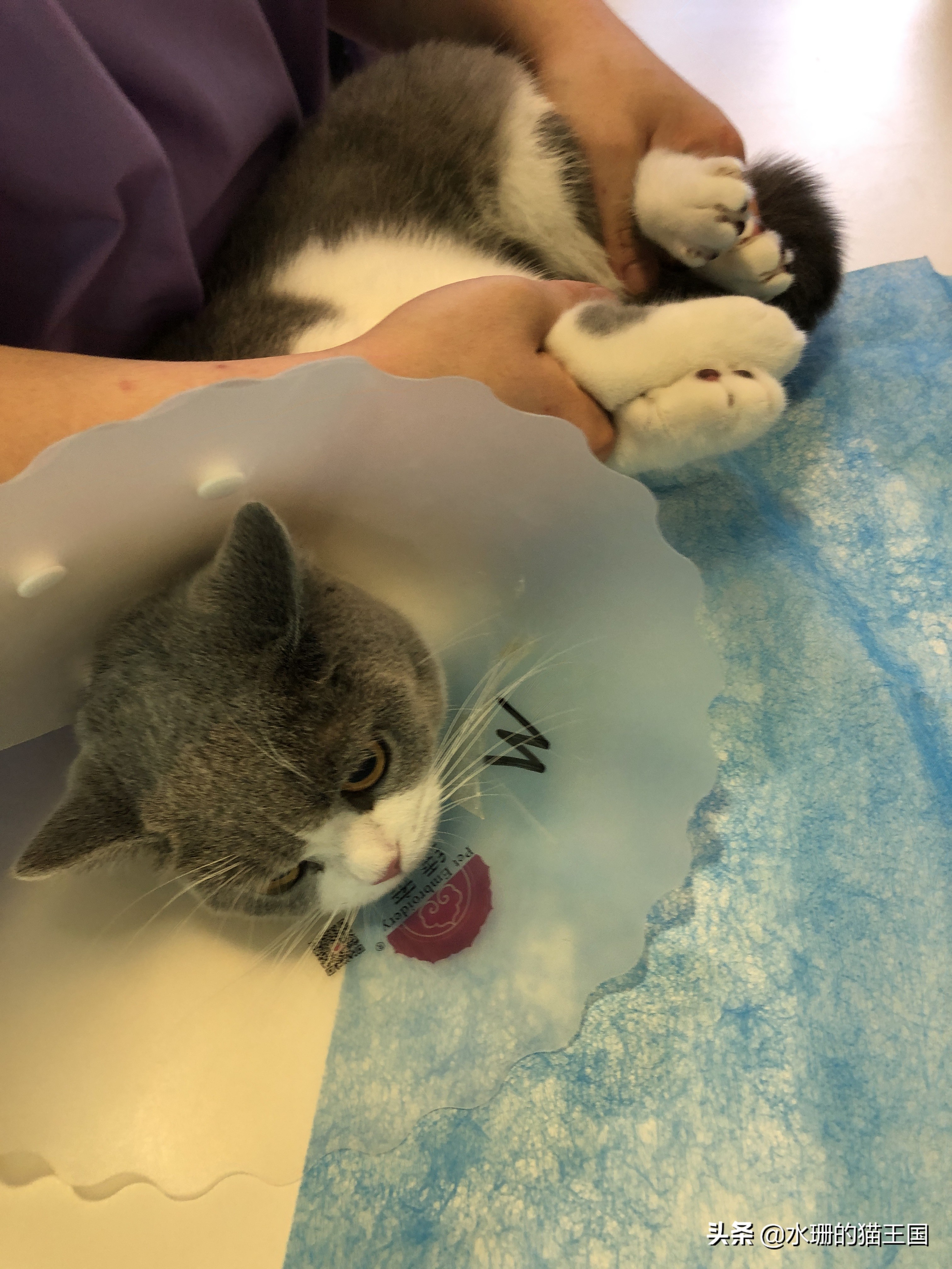 猫咪中暑的症状及治疗方法,猫咪中暑了怎么办最快解决方法