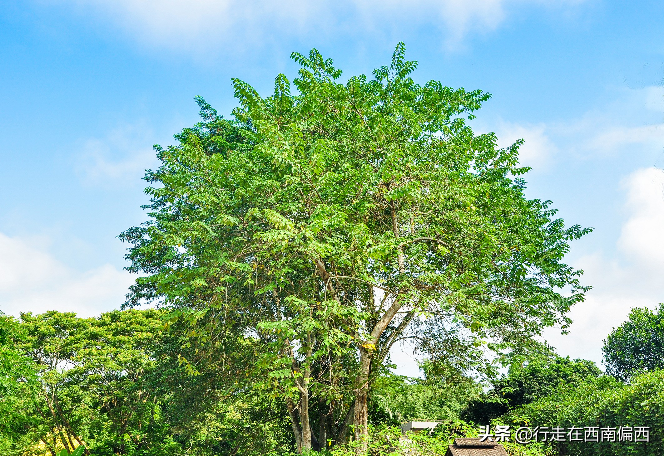 西双版纳五树六花185平米,西双版纳花的世界