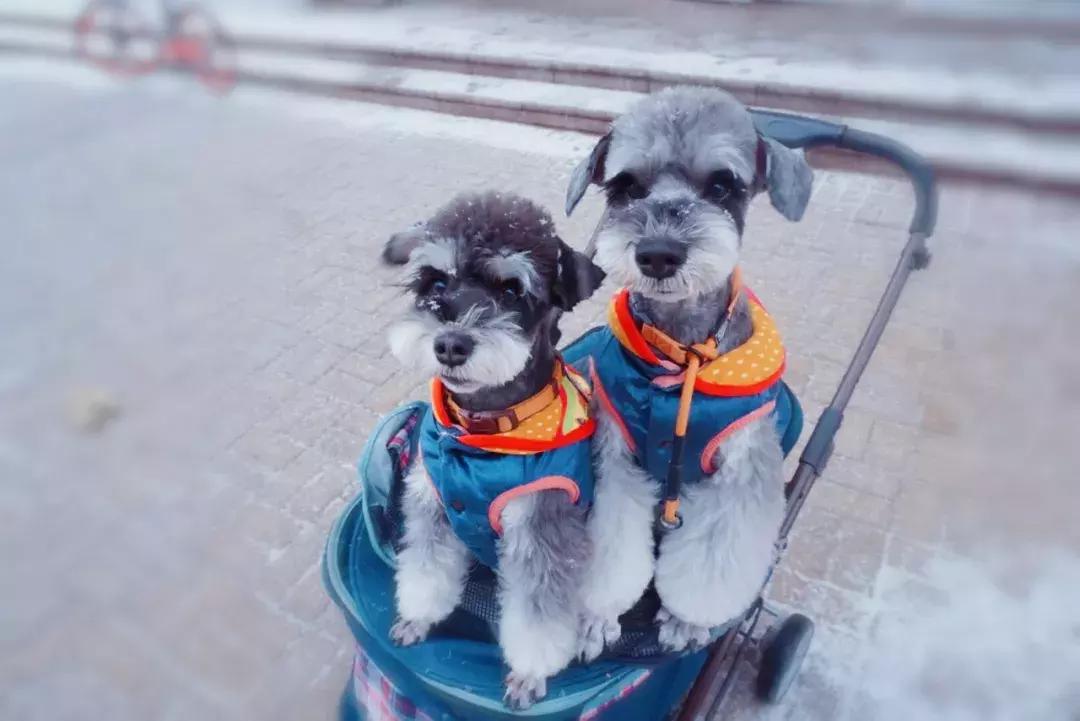 低脂狗粮排行榜10强,怎么选择低脂狗粮