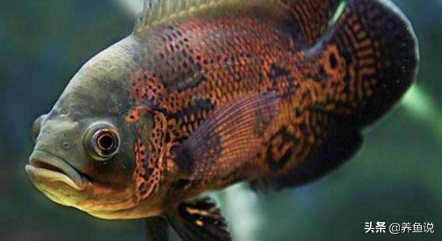 如何防治观赏鱼白点病,观赏鱼的白点病如何治疗