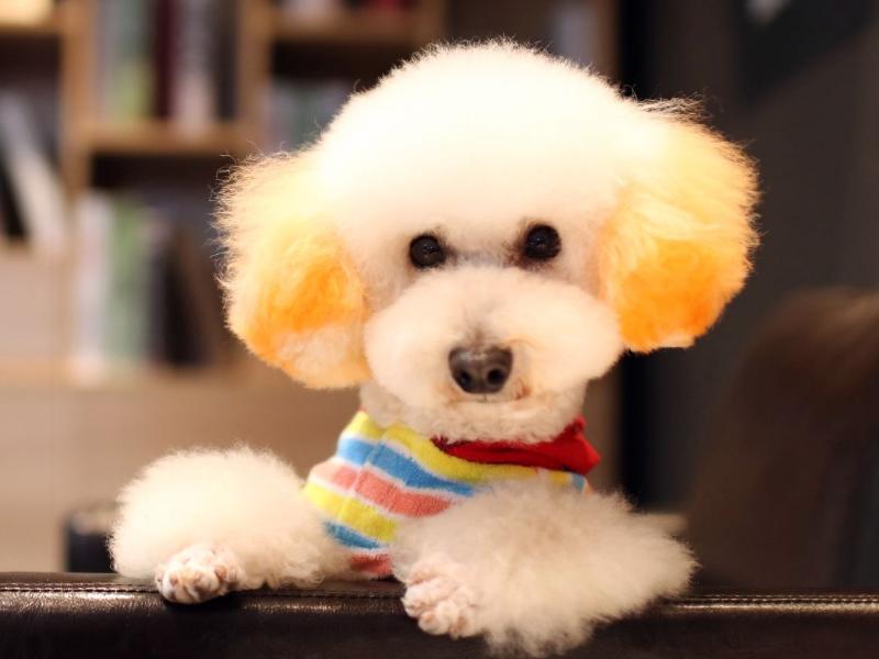 大街小巷随处可见的“染色狗”，殊不知染色，断送的是狗命！