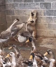 狗子偷吃猪手被发现,狗子被主人吓尿怎么办