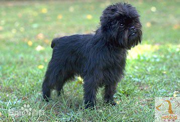 宠物狗小型犬品种排名大全及图片,性格温顺的小型犬有哪些