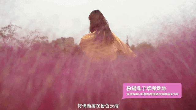 浦口最炫花海景点,浦口的花海