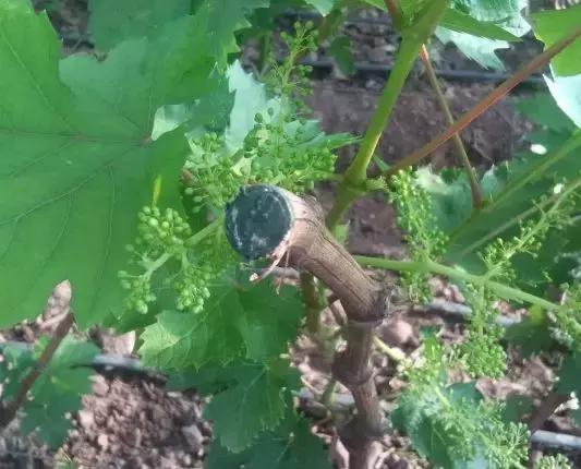 葡萄伤流怎么办小妙招,春天葡萄伤流是什么原因造成的