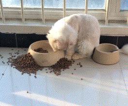 猫咪怎样的表现证明它是挑食了,猫咪挑食不吃西瓜怎么办