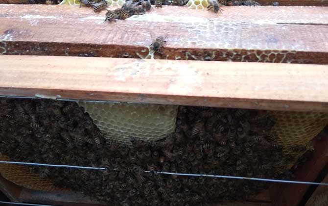 蜂螨对人有害吗？蜂螨药的种类及用法大全