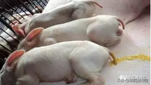 哺乳仔猪反复腹泻怎么治,哺乳仔猪腹泻治疗方案教学