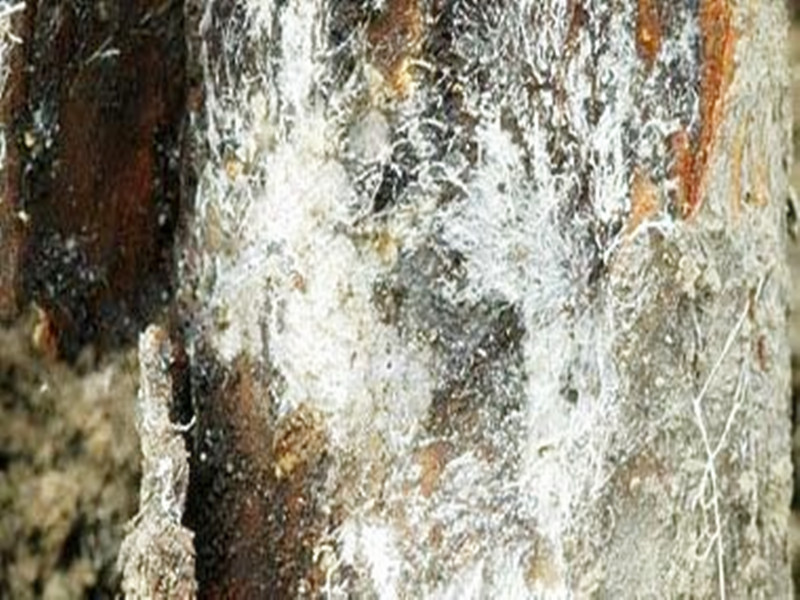 这五种苗木根系常见病,危害大