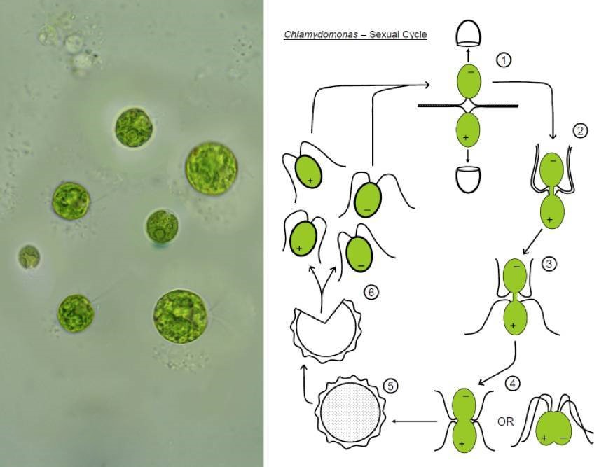 雄*交性**配和排尿器官二合一，雌性却分开，差异为何如此巨大？