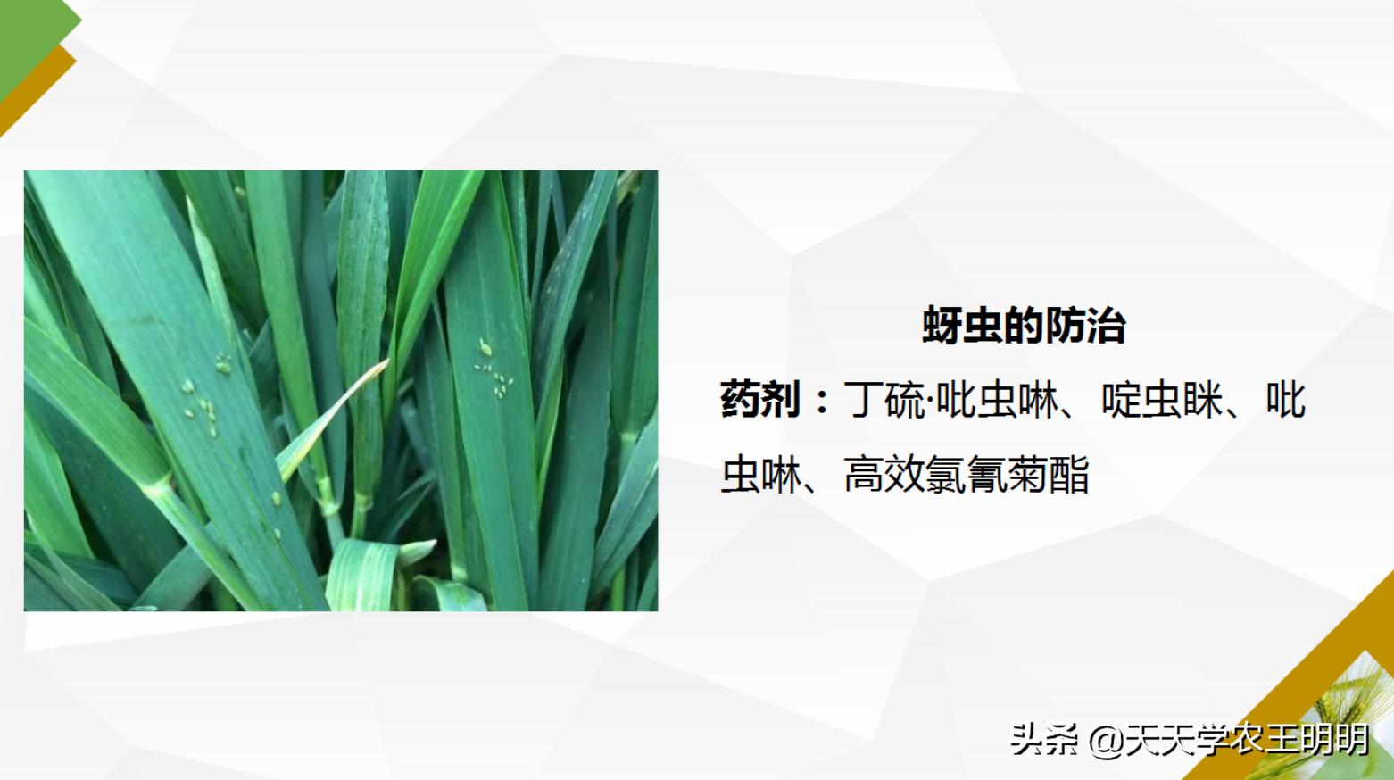 小麦主要虫害及防治方法思维导图,小麦虫害用什么药