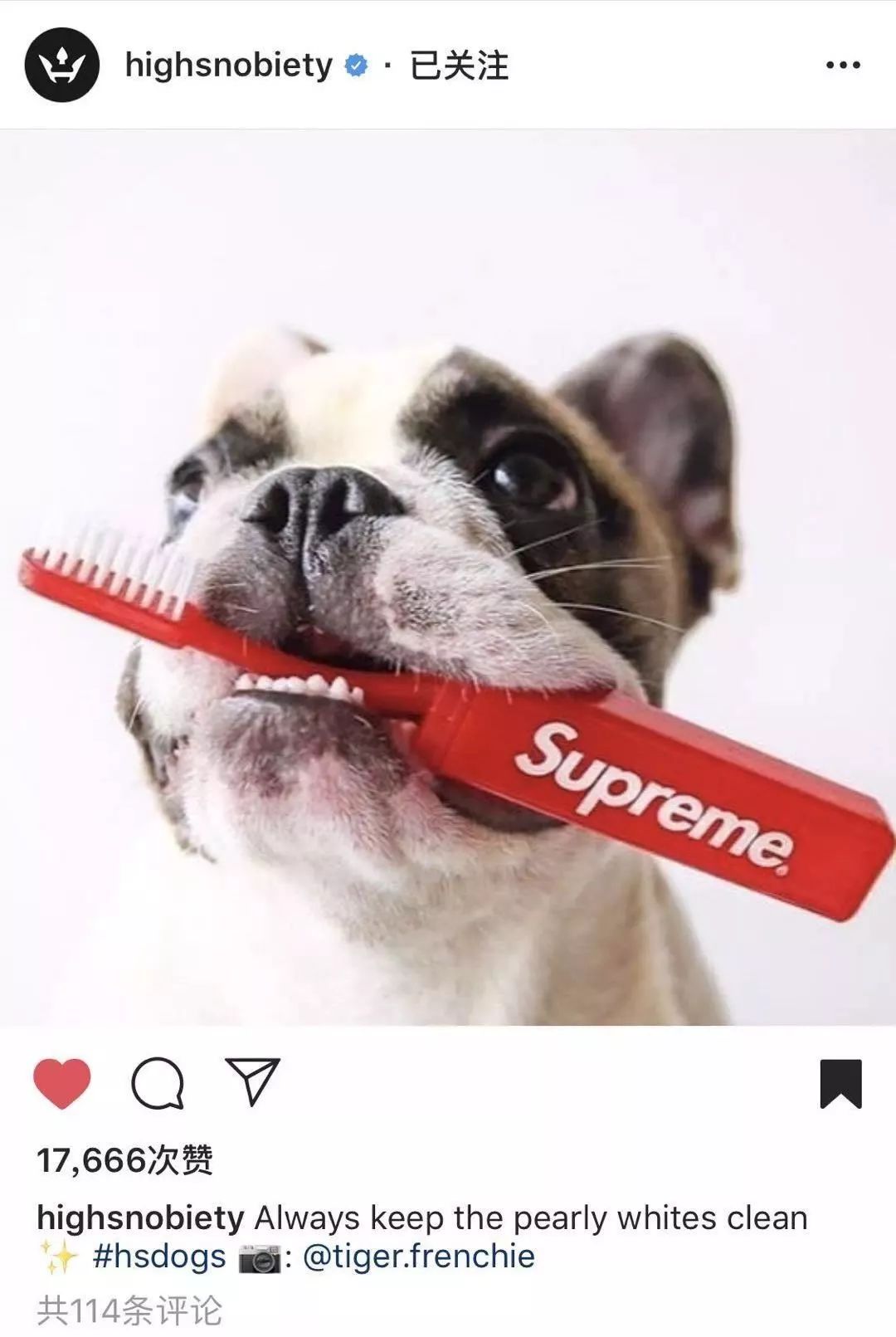 金链子狗潮牌,潮牌boy金链子