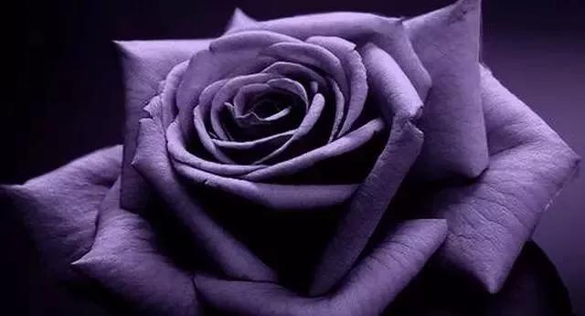 玫瑰花有哪些品种,玫瑰花有哪些品种大全