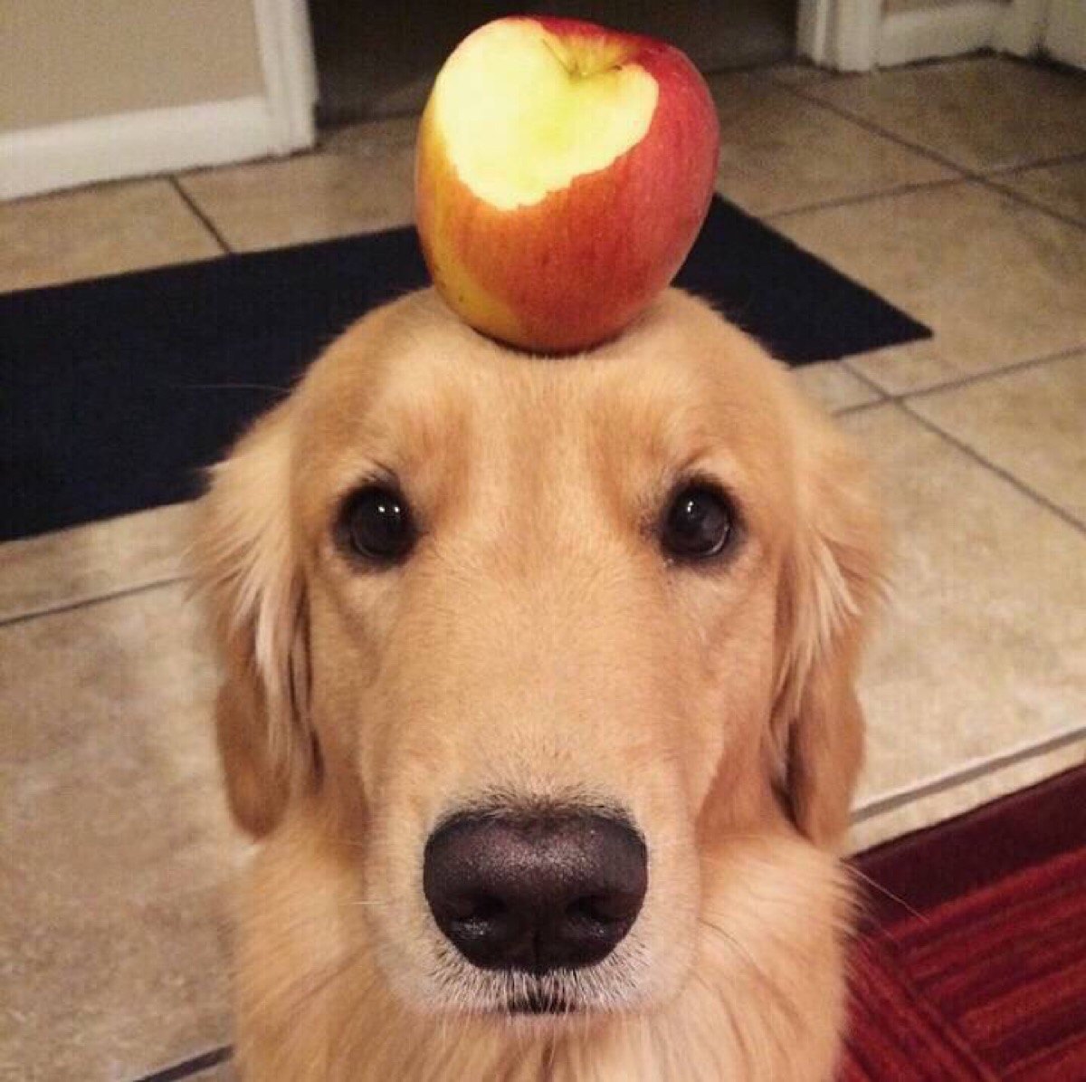 金毛瘦吃不胖怎么回事,金毛一直很瘦怎么办