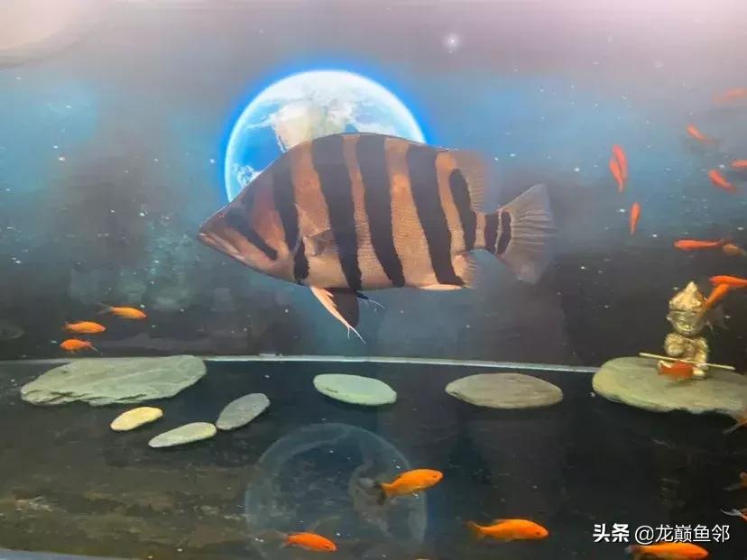 巴西亚能和飞凤一起混养吗,金龙巴西亚飞凤混养