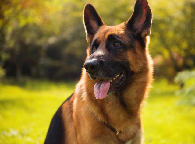 怎么判断德牧狗狗的年龄,德牧狗能活到多少岁数