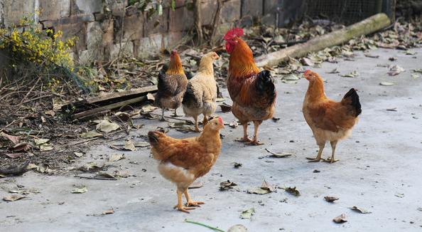 冬天养鸡为什么老是死,养鸡育雏死亡率高