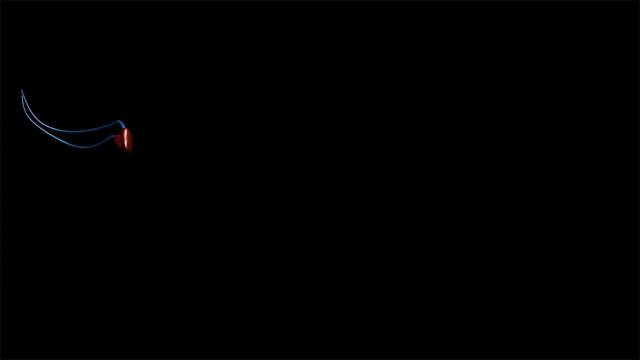 为什么精子会以蝌蚪的形式存在,科学家首次发现精子运动