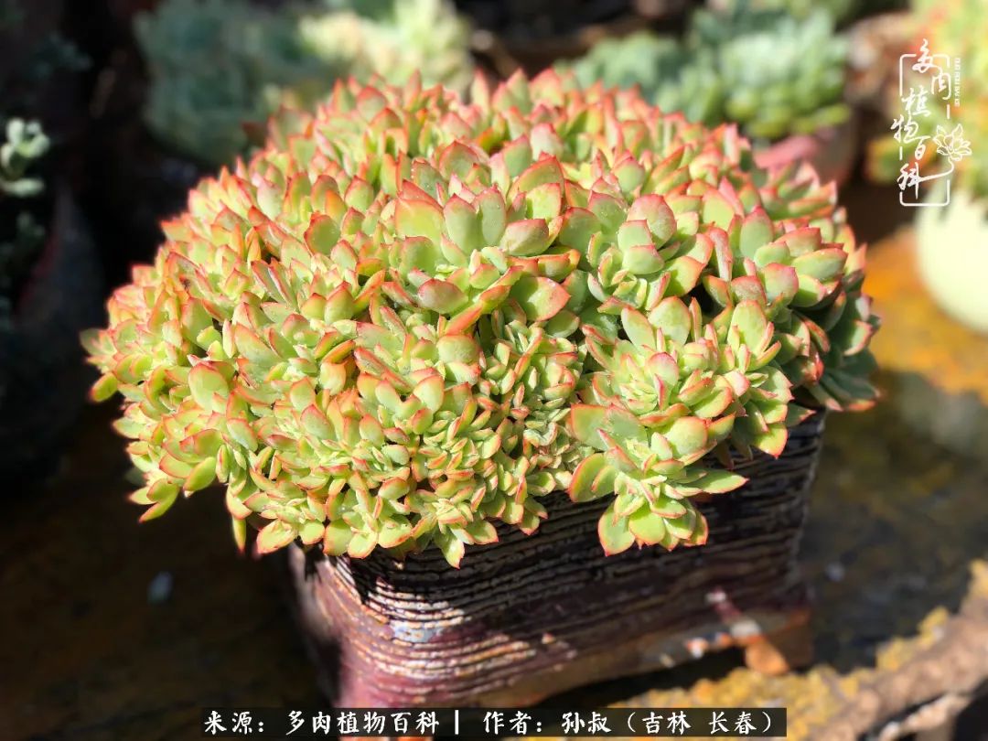 与多肉一起成长,与多肉相伴