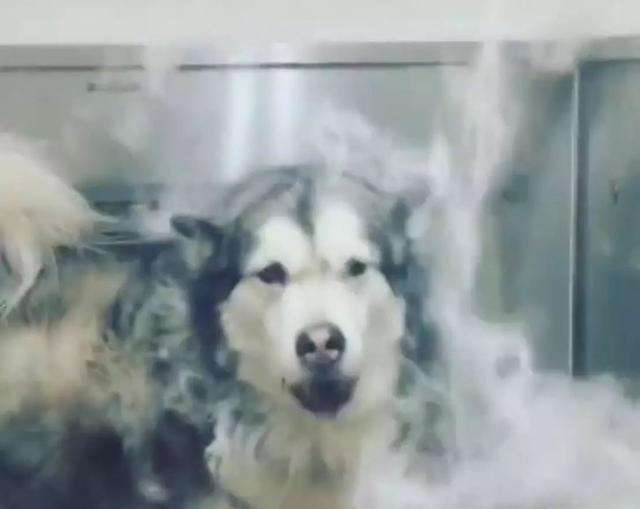 养阿拉斯加新手需要注意些什么,养阿拉斯加开销大吗