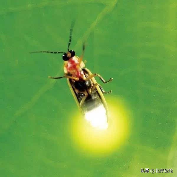 萤火虫发光原理,萤火虫的发光原理实验