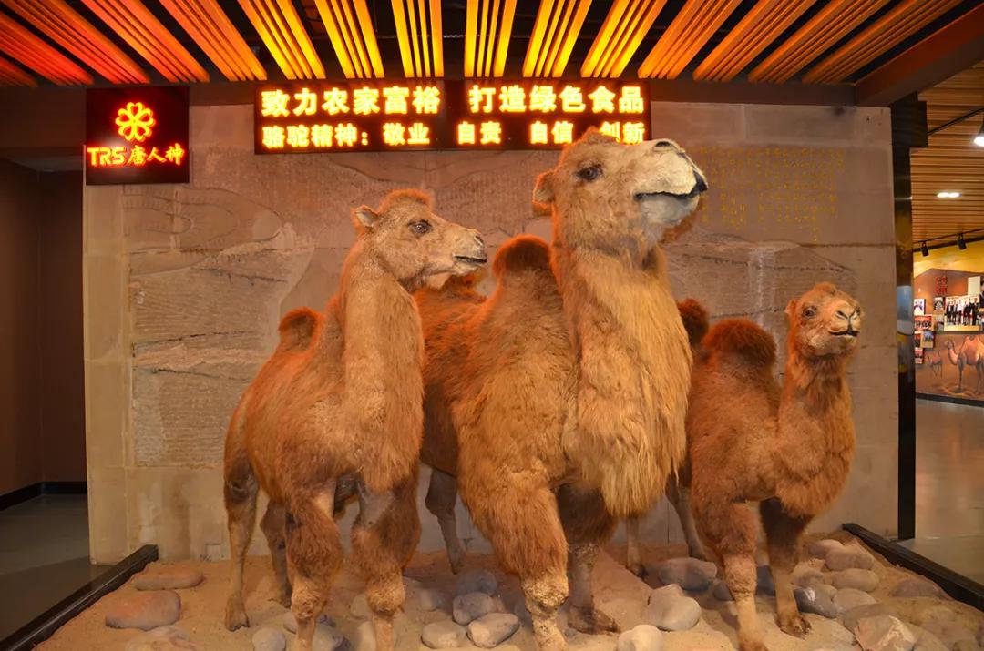 双桥镇唐人神骆驼饲料,唐人神集团骆驼饲料效果