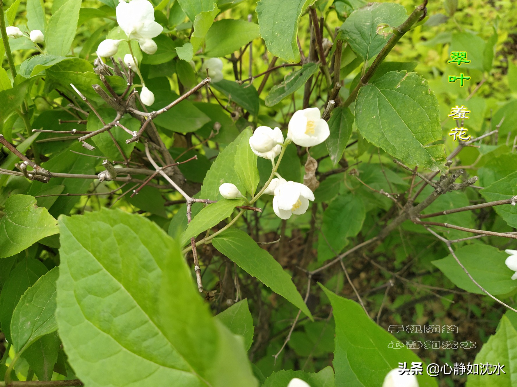 蓝天飘白云,碧叶泛光醉心