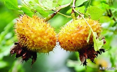 广东种植什么水果前景好,种植前景好的经济水果