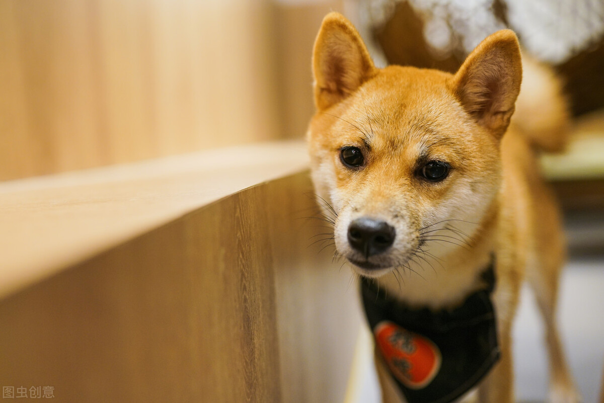 为什么不能养日本柴犬呢,柴犬有什么优点怎么那么呆萌可爱