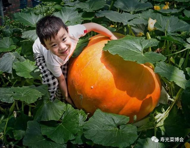 花卉蔬菜制作教程,花卉怎么做