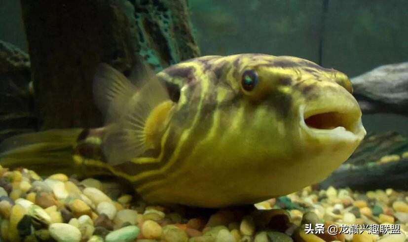 你喜欢彪悍凶猛的观赏鱼吗？选它们就对了