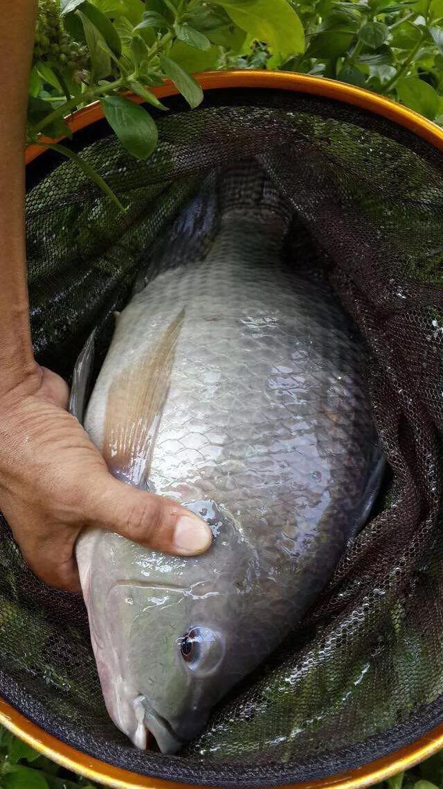 淡水鱼和罗非鱼有什么区别,罗非鱼是海里鱼还是淡水鱼