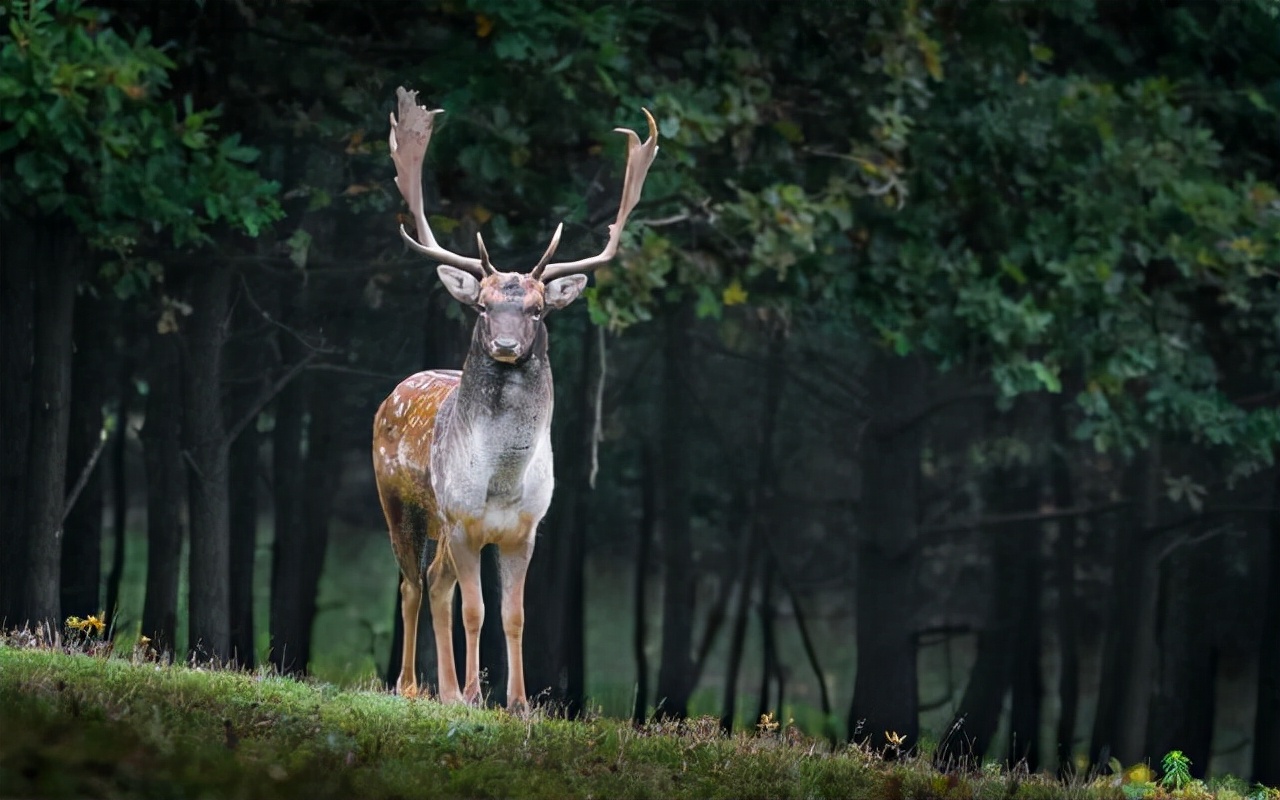 鹿角自然脱落是鹿茸吗,鹿角会自然脱落为什么还要割鹿角