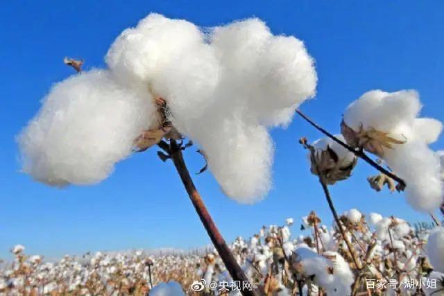 从*疆新**棉事件里折射出来的别样爱国情怀：我为自己是中国人而骄傲