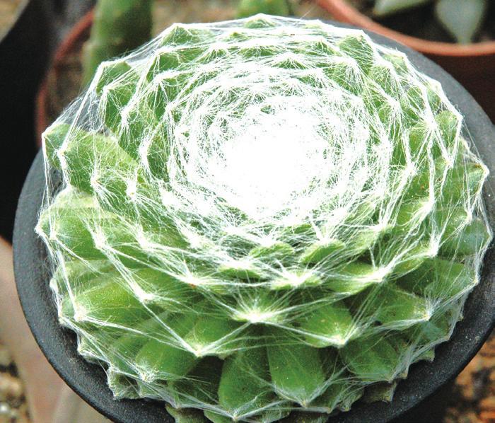 观音莲的繁殖管理,观音莲叶片扦插繁殖技术视频