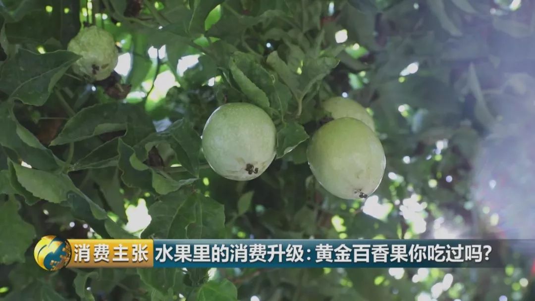 黄金百香果口感和普通百香果有何区别？