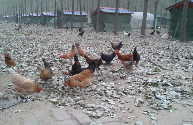 养小鸡三个星期,宠物小鸡怎么养