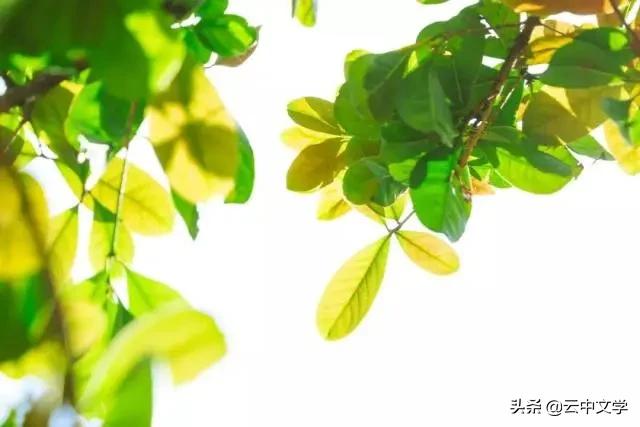 收藏100首夏日诗词带你清凉一夏,100首夏日诗词助你清凉一夏