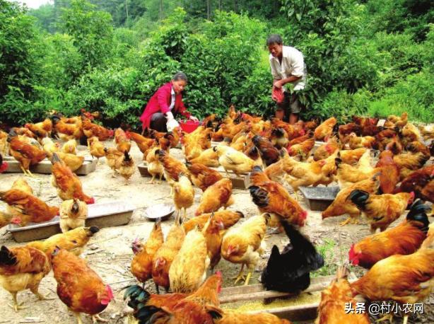 适合农村创业致富的项目有哪些,2021致富新机器