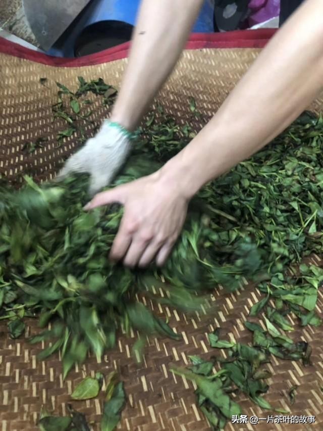 正宗青茶凤凰单丛,凤凰单丛是什么茶