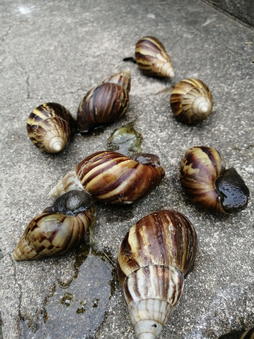 大波非洲大蜗牛袭击水电站，我方高地正被入侵！它们竟然吃水泥？