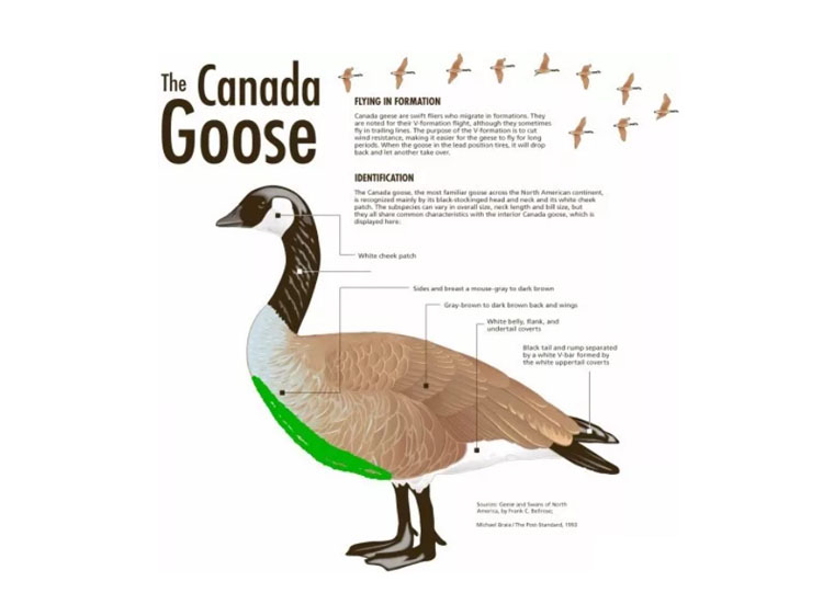 都说鹅绒贵为什么售价比鸭绒便宜,加拿大鹅和蒙克羽绒服哪件比较好