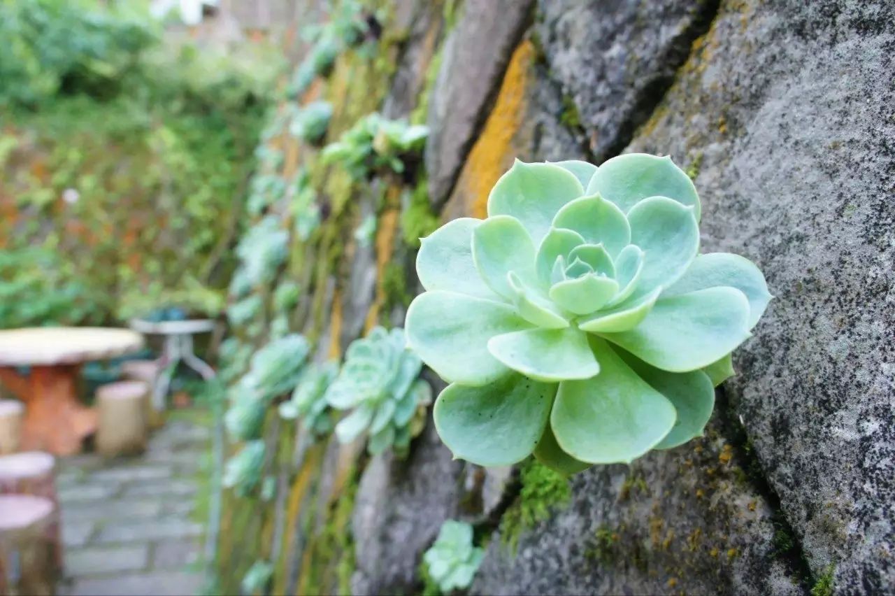 懒人花园植物,懒人花草100种