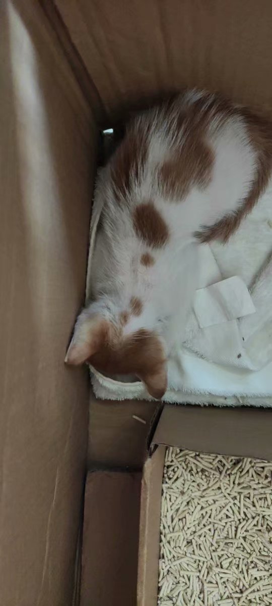 猫瘟治疗要多少钱,庆大霉素治疗猫瘟