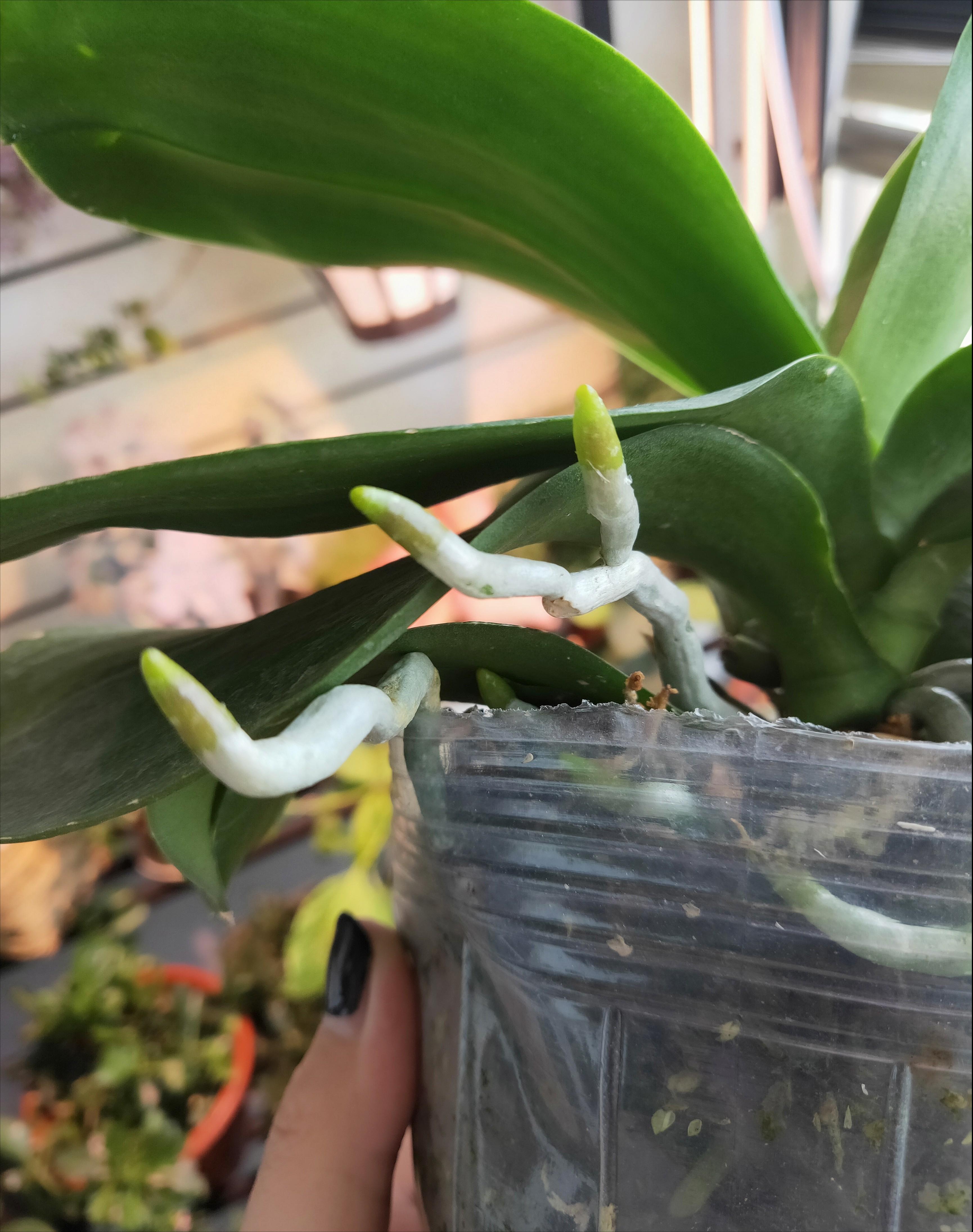 水里倒点酒，给花擦一擦，油光锃亮，比打激素还灵