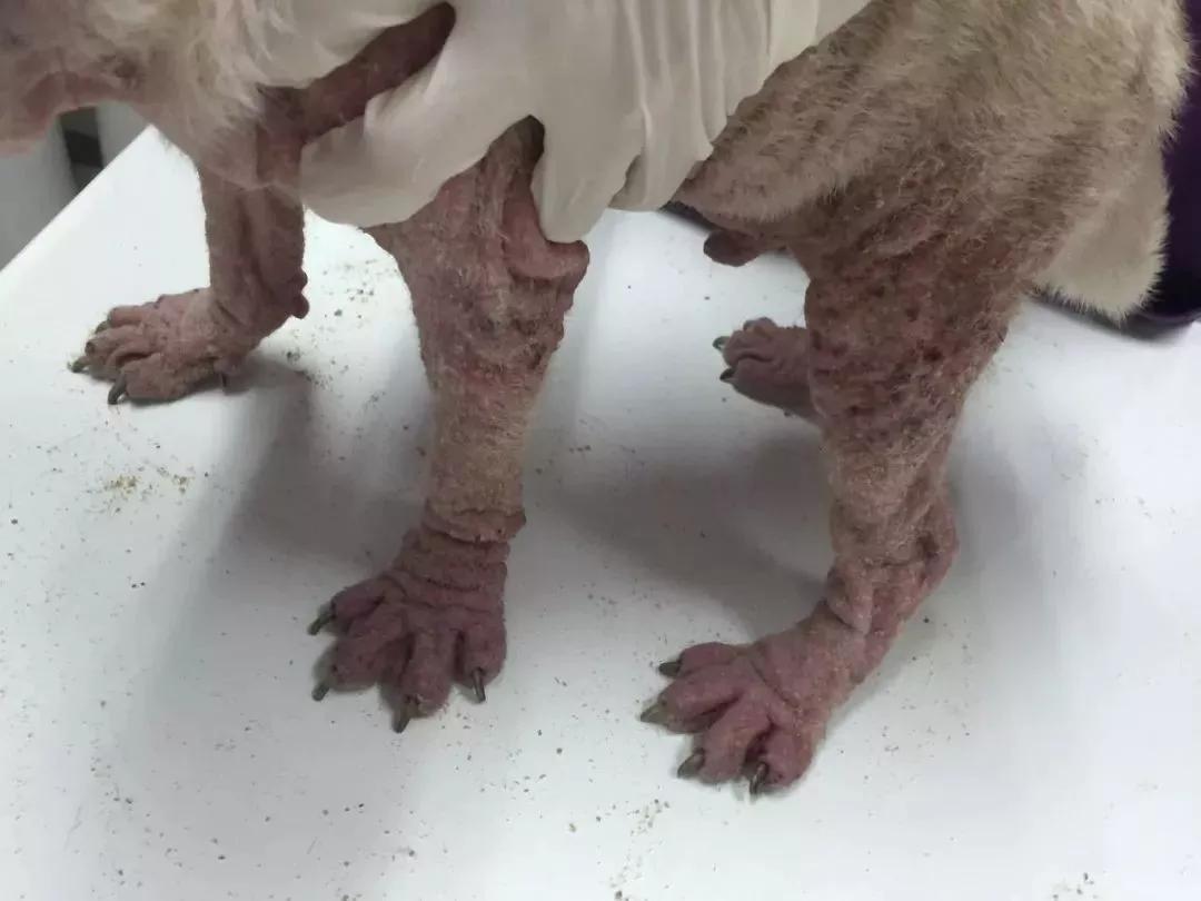 狗子偷偷亲我的第N次,难道不是真爱吗?